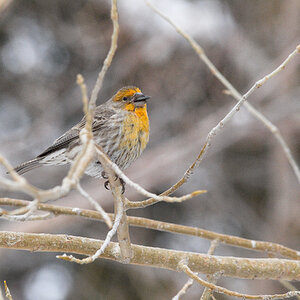 House_finch_orange_X1038274_01-03-2025-001.jpg