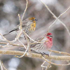 House_finch_orange_X1038275_01-03-2025-001.jpg