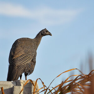 2025-01-14 Guinea juvenile 2.jpg