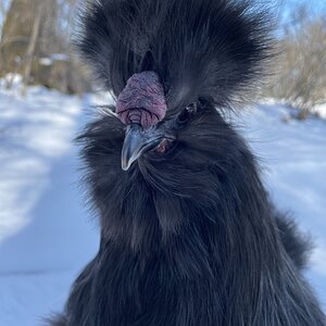 2025Winter on the Farm Photo Contest 2.jpg