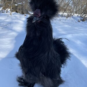 2025Winter on the Farm Photo Contest 3.jpg