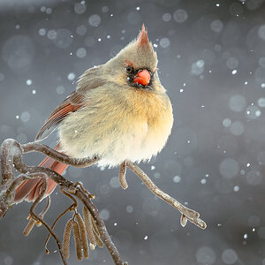 2025Winter Photography Contest 7.jpg