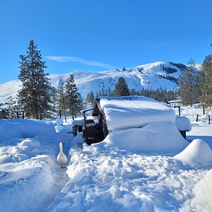 2025Chilly Coop Contest! 3.jpg