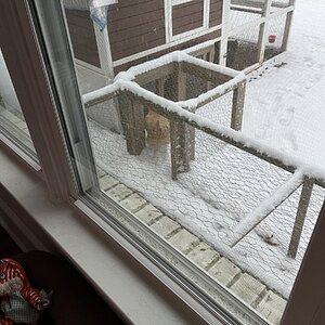 2025Chilly Coop Contest! 7.jpg