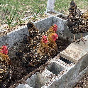 2025Chilly Coop Contest! 14.jpg