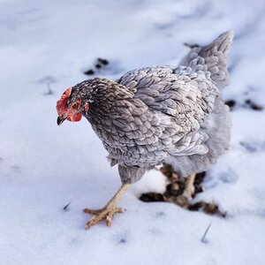 2025Winter on the Farm Photo Contest 8.jpg