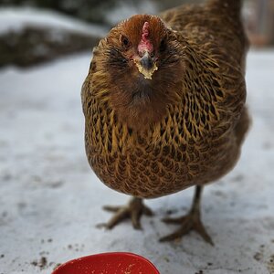 2025Winter on the Farm Photo Contest 17.jpg