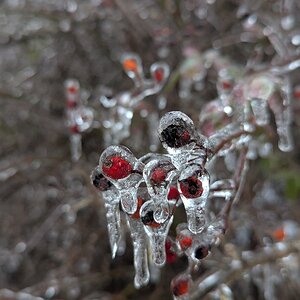 2025Winter Photography Contest 16.jpg