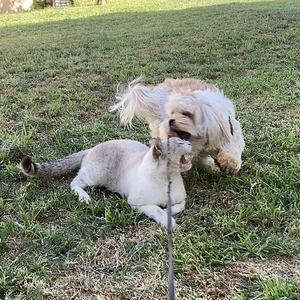 Cutest Couples Photo Contest—Other Critter 3.png