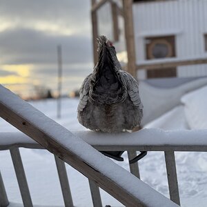2025Winter on the Farm Photo Contest 19.jpg