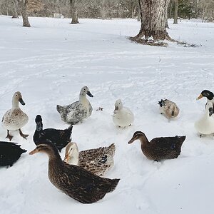 2025Winter on the Farm Photo Contest 25.jpg
