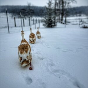 2025Winter on the Farm Photo Contest 30.jpg