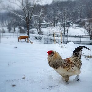 2025Winter on the Farm Photo Contest 31.jpg