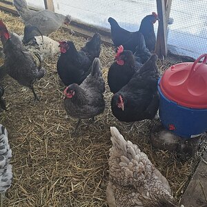 2025Chilly Coop Contest! 24.jpg