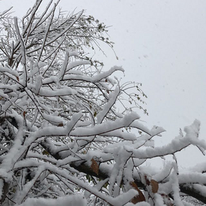 2025Winter Photography Contest 40.png