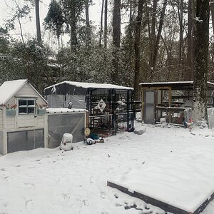 2025Chilly Coop Contest! 32.jpg