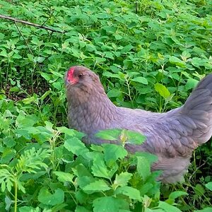 Some Poultry Are Red 21.jpg