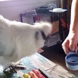 Cotton playing the xylophone.mp4