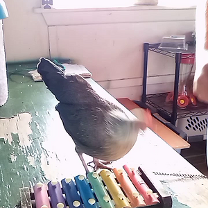 Runt playing the xylophone.mp4