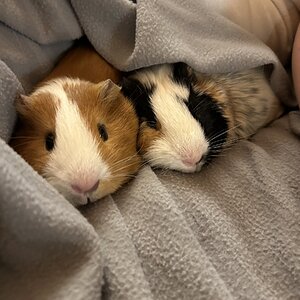 Cutest Couples Photo Contest—Other Critter 10.jpg