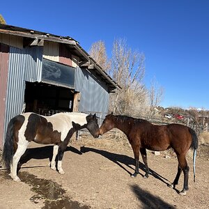 Cutest Couples Photo Contest—Other Critter 11.jpg