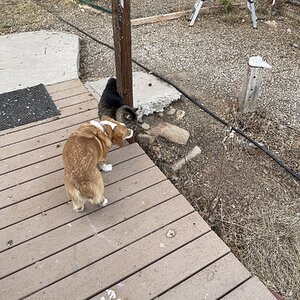 Cutest Couples Photo Contest—Other Critter 13.jpg