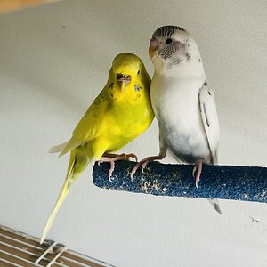 Cutest Couples Photo Contest—Other Critter 15.jpg