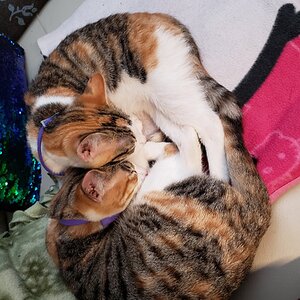 Cutest Couples Photo Contest—Other Critter 16.jpg