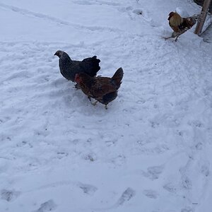 2025Winter on the Farm Photo Contest 34.jpg