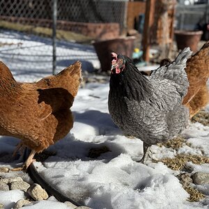 2025Winter on the Farm Photo Contest 36.jpg