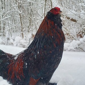 2025Winter on the Farm Photo Contest 38.jpg