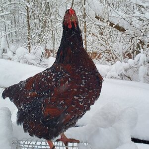 2025Winter on the Farm Photo Contest 39.jpg