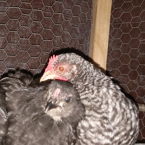 Cutest Couples Photo Contest—Poultry Edition 33.png