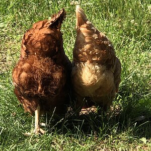 Cutest Couples Photo Contest—Poultry Edition 35.jpg
