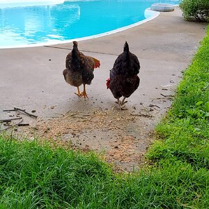 Cutest Couples Photo Contest—Poultry Edition 36.jpg