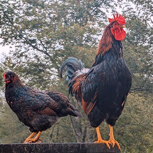 Cutest Couples Photo Contest—Poultry Edition 37.jpg