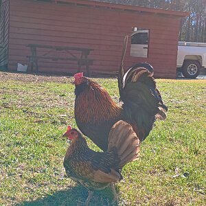Cutest Couples Photo Contest—Poultry Edition 38.jpg