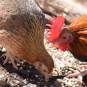 Cutest Couples Photo Contest—Poultry Edition 40.jpg