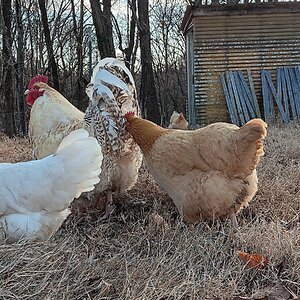 Cutest Couples Photo Contest—Poultry Edition 48.jpg