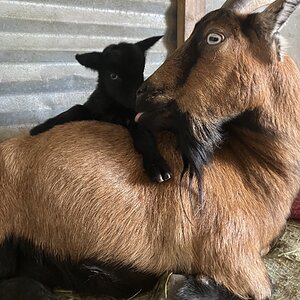 Cutest Couples Photo Contest—Other Critter 23.jpg