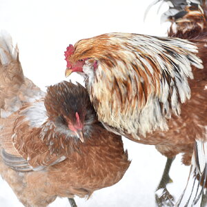 Cutest Couples Photo Contest—Poultry Edition 52.jpg