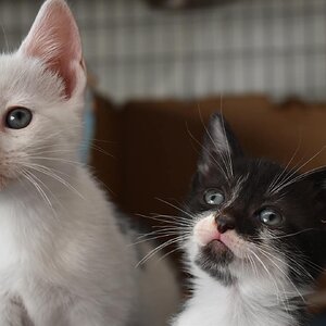 Cutest Couples Photo Contest—Other Critter 27.jpg