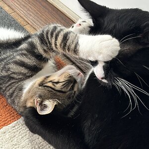 Cutest Couples Photo Contest—Other Critter 35.jpg