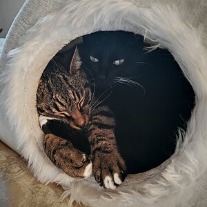 Cutest Couples Photo Contest—Other Critter 36.jpg