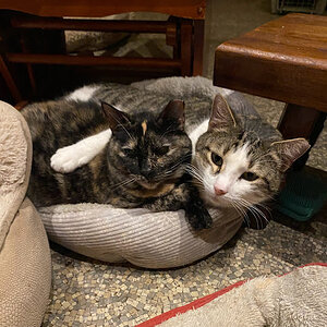 Cutest Couples Photo Contest—Other Critter 39.jpg