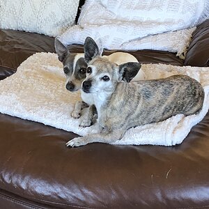 Cutest Couples Photo Contest—Other Critter 44.jpg