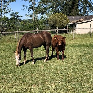 Cutest Couples Photo Contest—Other Critter 45.jpg