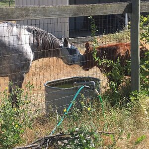 Cutest Couples Photo Contest—Other Critter 46.jpg