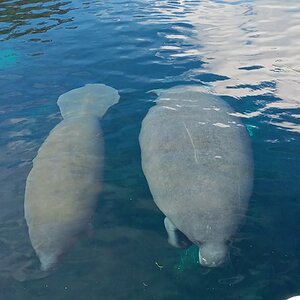 Cutest Couples Photo Contest—Other Critter 50.jpg