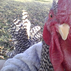 Some Poultry Are Red 71.jpg